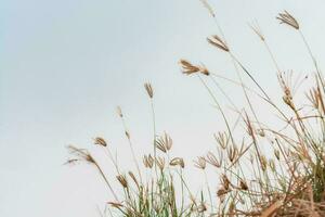 Blume Feld, Wiese wild Jahrgang Löwenzahn im Sommer- Natur Morgen Gras Schönheit Garten Licht foto