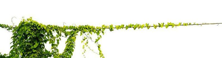Ranke Pflanze Blätter tropisch, Busch Laub Baum isoliert auf Weiß Hintergrund haben Ausschnitt Pfad foto
