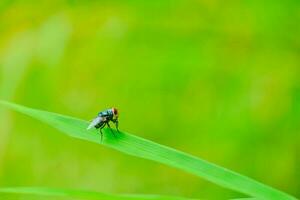 fliegen auf das Pflanze Blätter im Natur, Grün Hintergrund foto