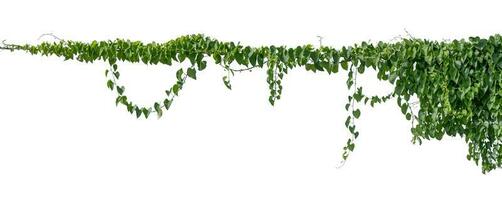Pflanze Ranke Grün Efeu Blätter tropisch hängend, Klettern isoliert auf Weiß Hintergrund. Ausschnitt Pfad foto