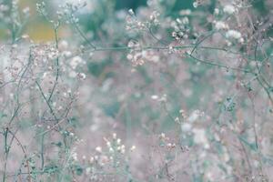 leben frühling blume morgens schönheit veränderung sommer foto