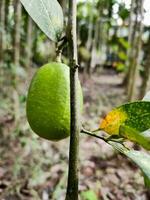 Grün Zitrone hängend auf ein Baum. Nahansicht von frisch Grün Limette im verschwommen Garten Hintergrund. frisch Grün Zitrone Baum. foto