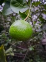 Grün Zitrone hängend auf ein Baum. Nahansicht von frisch Grün Limette im verschwommen Garten Hintergrund. frisch Grün Zitrone Baum. foto