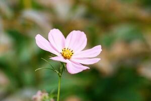 Rosa Cosmea Blume schließen oben im das Sommer- Garten foto