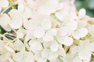Hintergrund von klein Weiß Hortensie Blumen foto