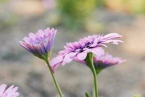 violett doppelt Blumen Osteospermum einer Farbe im das Garten foto