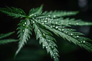 Grün Marihuana Blatt mit Wasser Tropfen generativ ai foto