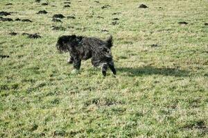 schwarz goldendoodle Laufen im ein Wiese während spielen. flauschige lange schwarz Mantel. foto