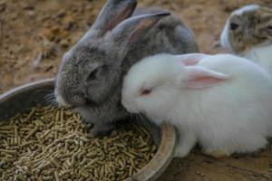 Kaninchen Hase Ostern