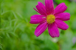 schöne Blumennatur foto