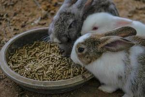 Kaninchen Hase Ostern foto