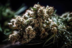 Blühen reifen groß Cannabis Knospen generativ ai foto