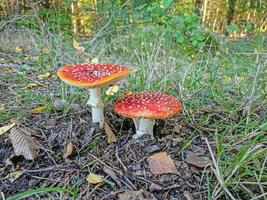 Bild von zwei Giftpilze auf Wald Fußboden foto