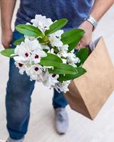 weiße Dendrobium nobile Orchideenblume in Einkaufstasche foto