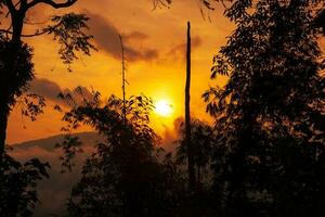 Baum Silhouette gegen Sonnenuntergang. Wald beim Sonnenuntergang foto
