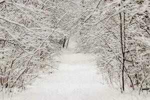 schön Winter Wald mit ein geschlagen Pfad foto