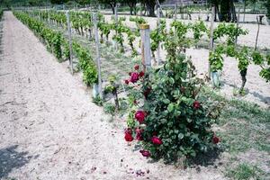 etwas schön rot Rosen im ein Weinberg im das Piemontesisch langhe von Kuhstigliole d'asti, im kann 2023 foto