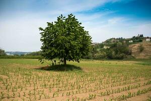 schön Frühling Landschaften im Costigliole d'asti, im das Piemontesisch langhe von das asti Bereich im das Frühling von 2023 foto