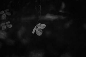 zart Vergessene braun Blumen im ein dunkel Herbst Garten foto