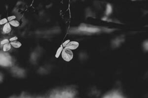 zart Vergessene braun Blumen im ein dunkel Herbst Garten foto