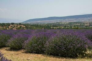 duftend Lavendel wachsend auf das Türkisch Feld im das heiß Sommer- Juli Sonne foto