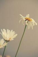 klein Original zart kostenlos Feld Blumen Kamille auf ein Licht Hintergrund foto