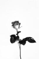 delikana rot Rose Blume isoliert auf Weiß isoliert Hintergrund foto