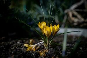 zart Gelb Blume, Krokus wachsend im das Frühling Garten foto