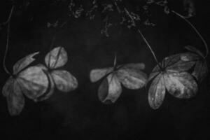 zart Vergessene braun Blumen im ein dunkel Herbst Garten foto