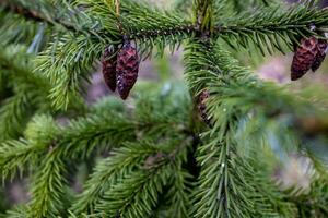 Grün Hintergrund mit Nadelbaum Geäst draußen im das Park foto