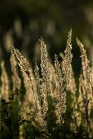 Herbst golden Gras im das warm Strahlen von das Nachmittag Sonne foto