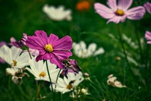 wenig Sommer- Blumen wachsend im das Garten unter Grün Laub Hintergrund auf ein warm Tag foto