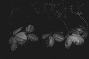 zart Vergessene braun Blumen im ein dunkel Herbst Garten foto