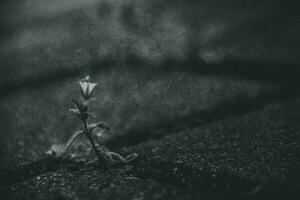 ein winzig zart Weiß Blume Kampf zum ein Platz zu Leben unter Beton Pflaster Bürgersteige im das Frühling foto