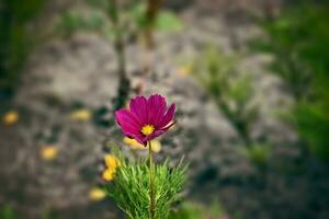 wenig Sommer- Blumen wachsend im das Garten unter Grün Laub Hintergrund auf ein warm Tag foto