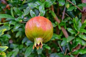 hängend auf ein Baum unter Grün Blätter im das Sommer- reif Obst von das Granatapfel foto