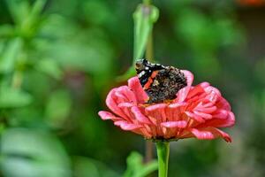 Sommer- Blume im das Garten im das warm Sonne mit ein Schmetterling auf ein Hintergrund von Grün Blätter foto