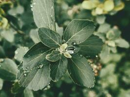 Sommer- Pflanze mit Regentropfen auf Grün Blätter foto