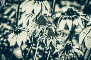 Gelb Blumen im das Garten im das warm Sommer- Sonne, foto