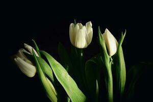 Weiß Frühling Tulpe Blume mit Grün Blätter auf dunkel Hintergrund foto