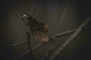 einsam traurig braun Herbst Eiche Blatt auf ein blattlos Baum Ast foto