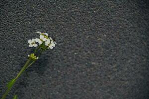 klein zart charmant Weiß Blumen auf ein grau interessant Hintergrund auf ein Sommer- Tag foto