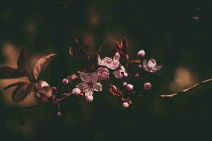 Frühling Baum voll von klein zart Rosa Blumen auf ein schön warm sonnig Tag foto