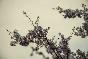 Frühling Baum voll von klein zart Rosa Blumen auf ein schön warm sonnig Tag foto