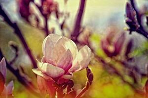 zart Magnolie Blumen auf ein Baum Ast im ein sonnig Frühling Garten foto