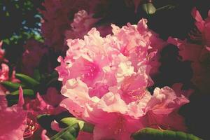 rot Rhododendron im das Sommer- warm Sonne im ein Grün Garten foto
