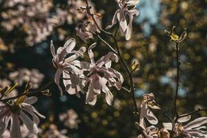 zart groß hell Magnolie Blumen auf ein Frühling Baum im das warm Sonnenschein foto