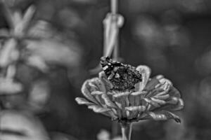 Sommer- Blume im das Garten im das warm Sonne mit ein Schmetterling auf ein Hintergrund von Grün Blätter foto