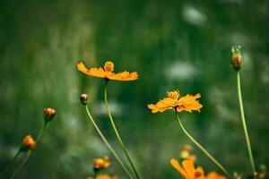 Orange Blumen im das Sommer- Grün Garten auf ein sonnig Tag foto