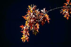 rot Eiche Blätter im das warm Herbst Sonne auf ein schwarz glatt Hintergrund foto